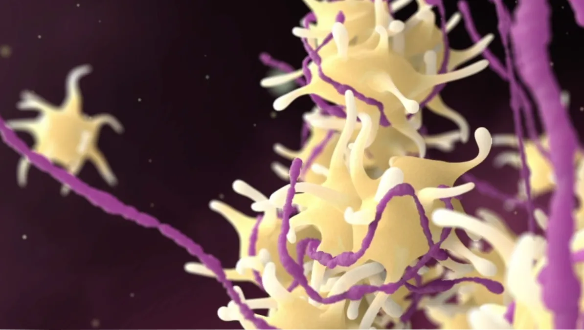 White and purple 3D model of activated platelets attached among purple strands of von Willebrand factor