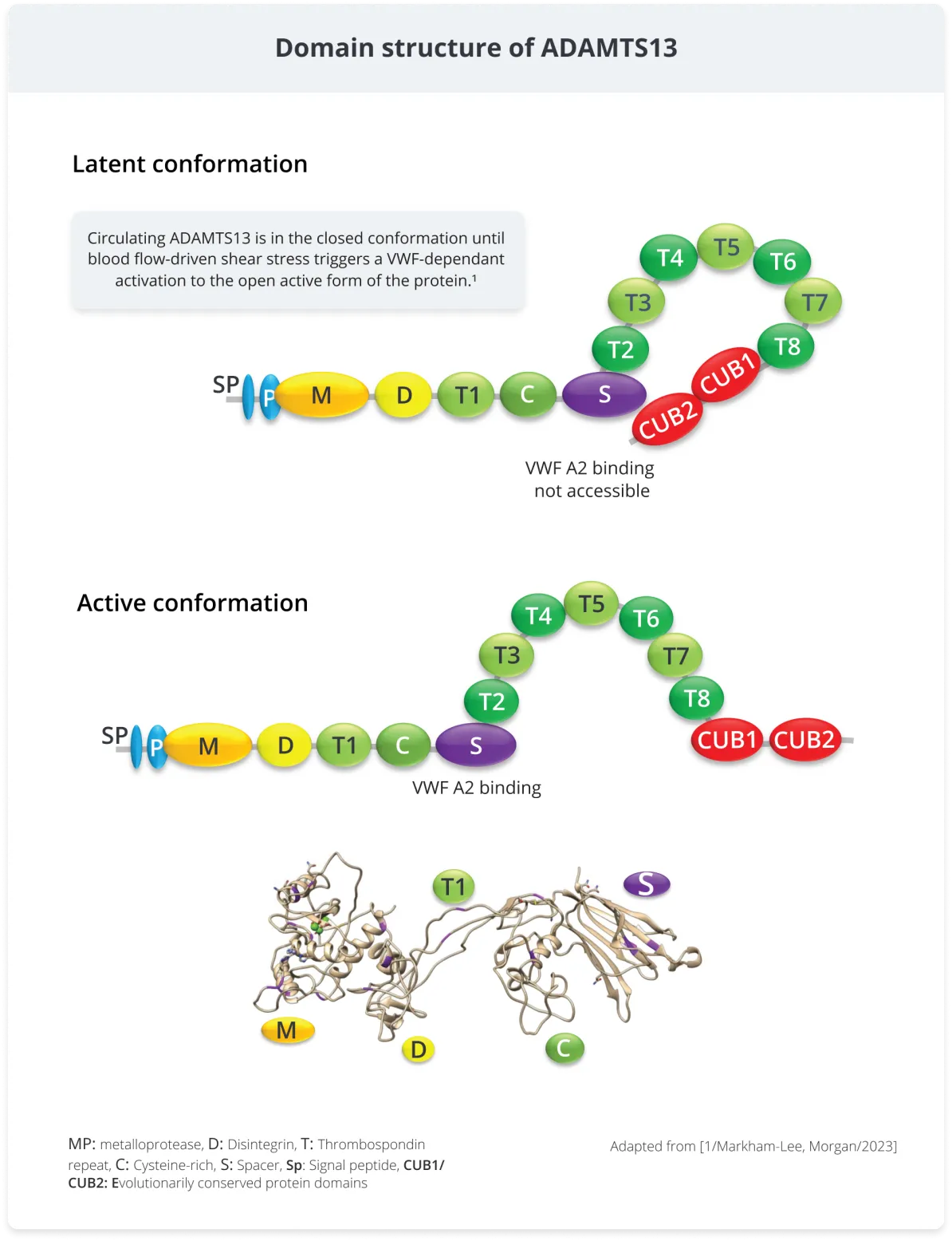 Three colorful diagrams of ADAMTS13 domain structure showing active/latent conformations and binding sites