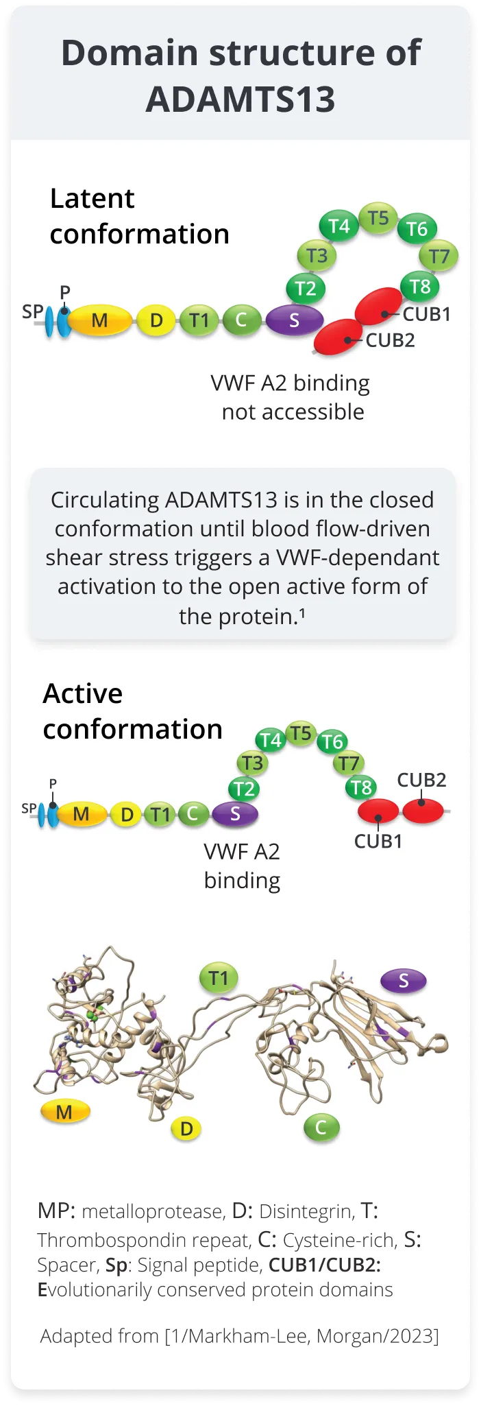 Three colorful diagrams of ADAMTS13 domain structure showing active/latent conformations and binding sites