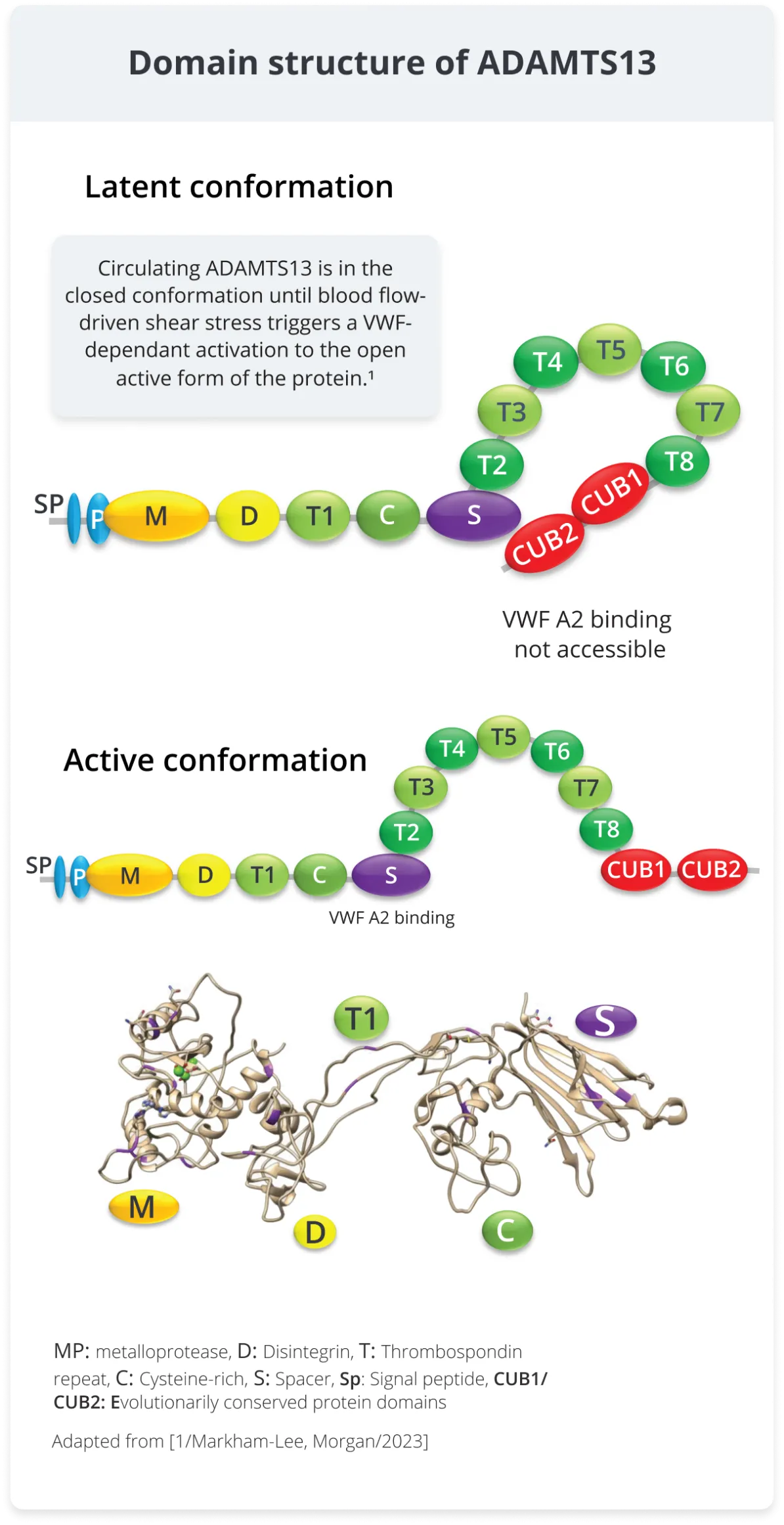 Three colorful diagrams of ADAMTS13 domain structure showing active/latent conformations and binding sites