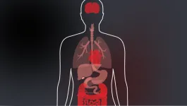 White silhouette transparent outline of human upper body showing internal organs in red against a black background